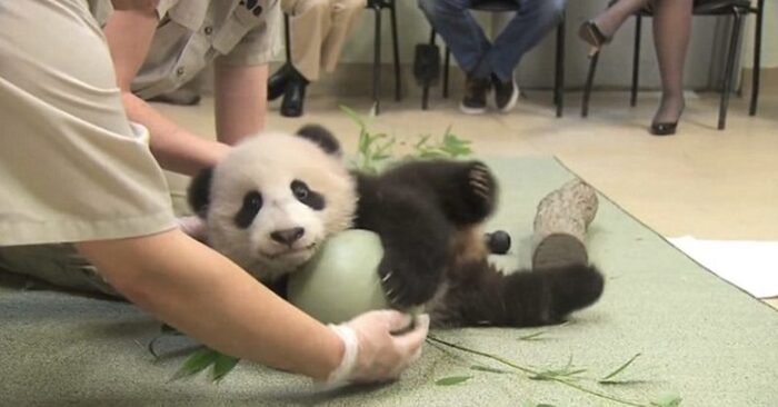 Quelle scène mignonne : ce panda moelleux refuse de quitter son jouet préféré et attire l’attention de tout le monde