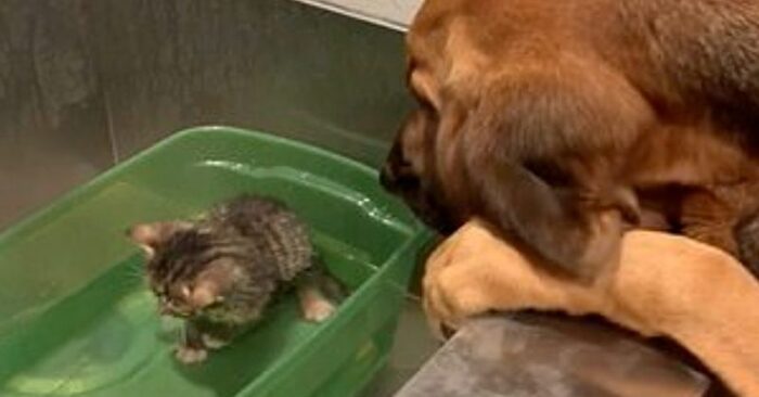  Incroyable gentillesse : ce chien géant gentil et attentionné a essayé de calmer le petit chat