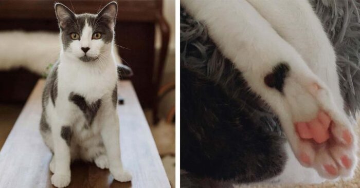  Découverte inattendue : cette femme a décidé d’adopter un chat puis a découvert qu’il avait des coeurs dessus