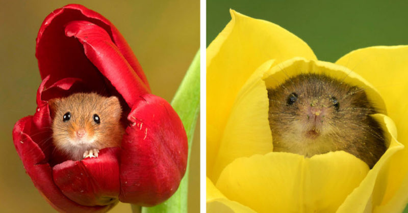  Des photos incroyables  ce photographe unique a passé les fleurs pour capturer les souris