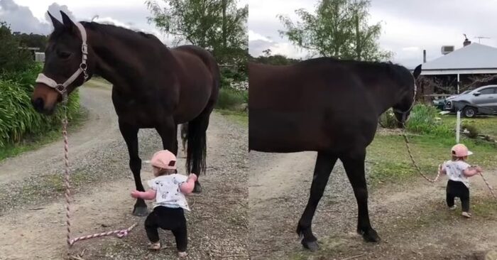  Cette petite fille courageusement pris son cheval préféré pour une promenade et a attiré l’attention de tout le monde