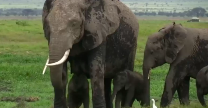  Ils ont accueilli ces éléphants jumeaux au parc national d’Amboseli au Kenya