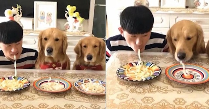  Une histoire intéressante: cet homme a organisé une compétition avec ses chiens qui doivent manger des nouilles
