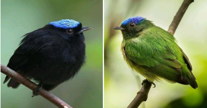  Rencontrez le manakin à couronne bleue, un magnifique petit oiseau potelé qui mérite plus que votre attention