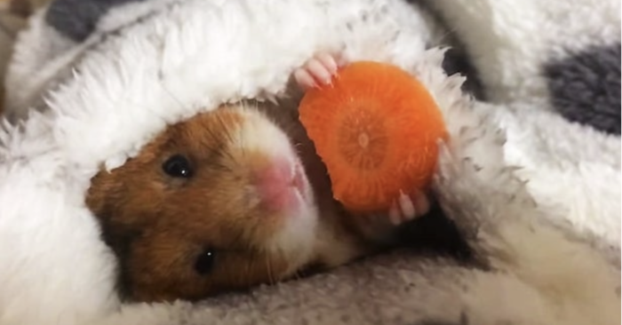  Un adorable hamster japonais: ce petit enveloppé dans une couverture et mangeant une carotte attire tous les regards