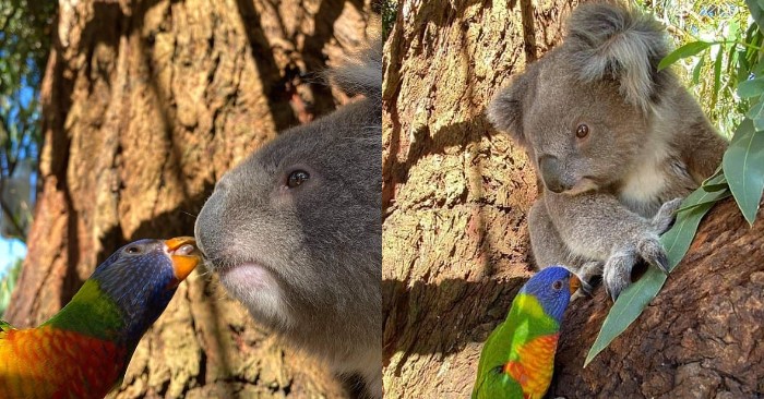  Belles photos: ici est un loriquet arc-en-ciel embrasser un koala solitaire qui est malheureux à ce sujet