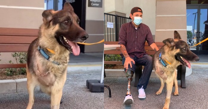  Bonne histoire: le chien a perdu une jambe après un accident de voiture et a été adopté par un vétéran avec une jambe trop