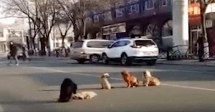  Quelle loyauté: ces chiens merveilleux ont arrêté la circulation pour aider leur ami