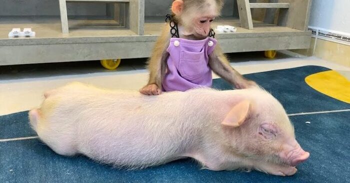  Une histoire incroyable : ce petit singe amical sauvé devient instantanément proche d’un cochon