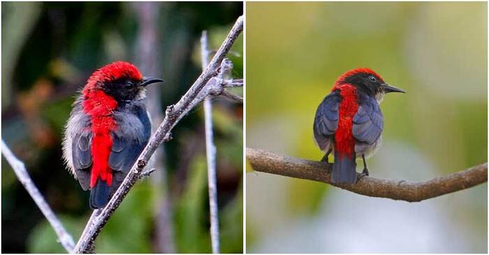  Quelle beauté: un oiseau avec un dos rouge et un plumage bleu foncé conquiert le cœur des gens