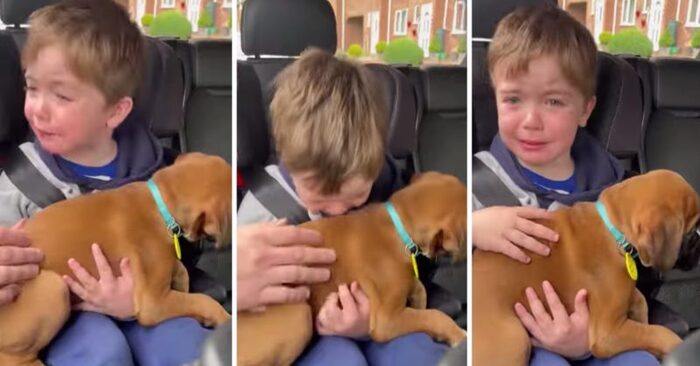  Quelle scène mignonne: ce petit garçon est immédiatement excité quand il reçoit un nouvel animal de compagnie comme un cadeau