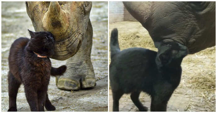  Une belle amitié: le lien spécial entre un rhinocéros et un chat a conquis le cœur des gens