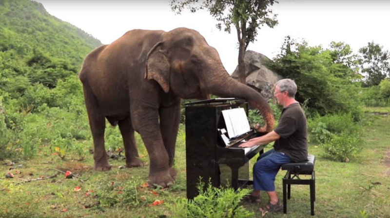  Une musique inspirante est fournie par ce pianiste pour les éléphants aveugles et sans défense qui sont sauvés