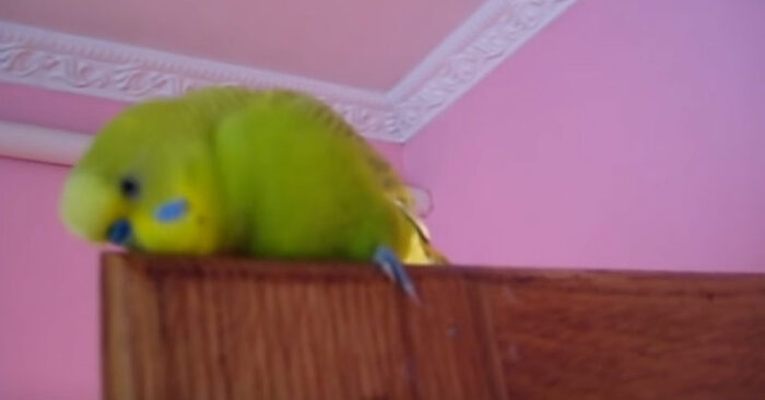  Scène drôle: un perroquet bavard parle sans cesse et son propriétaire a filmé une vidéo et l’a postée sur les réseaux sociaux