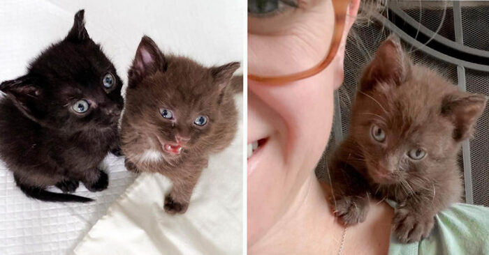  Scène mignonne: deux petits chatons embrassaient tout le monde jusqu’à ce qu’ils trouvent une famille de soins permanente