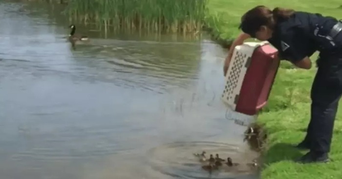  Une histoire merveilleuse : cet officier attentionné emmène 10 canetons orphelins dans un étang