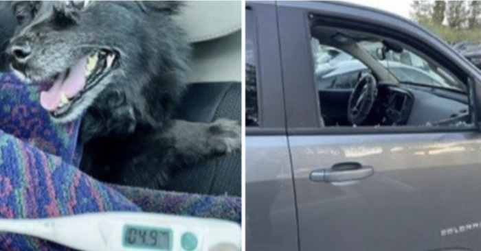  Grande histoire: cet homme courageux remarque un chien coincé dans une voiture, fracasse la fenêtre et le sauve