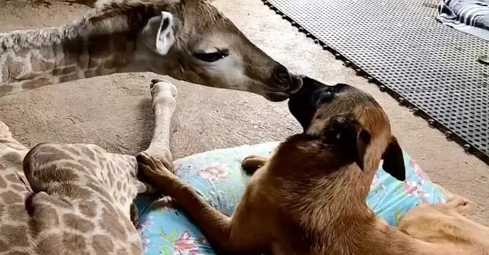  Quelle scène mignonne: une girafe orpheline dans un sanctuaire d’animaux se rapproche d’un chien et ils deviennent inséparables