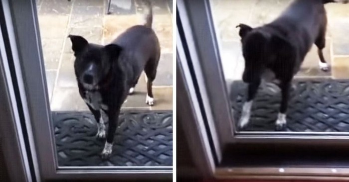  Quel chien mignon: ce beau chien pensait que la porte était en verre et se tenait sur le seuil pendant une longue période