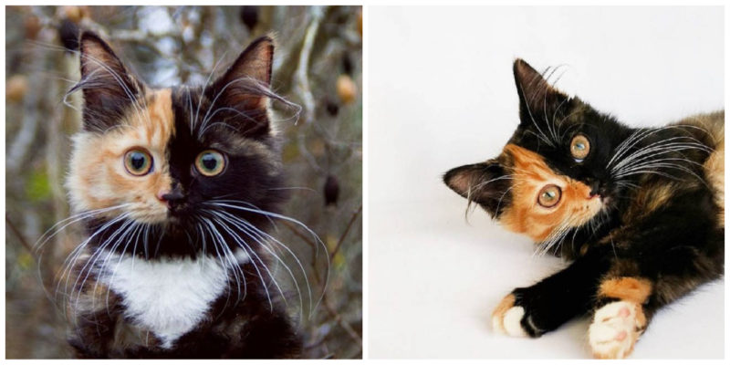  Quel joli visage: ce chat à deux visages unique est devenu une véritable superstar pour les internautes