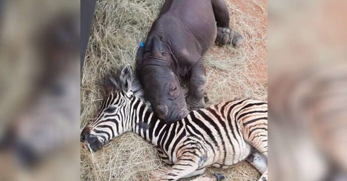  L’histoire mignonne de ces bébés: bébé zèbre réconforte et guérit un rhinocéros orphelin
