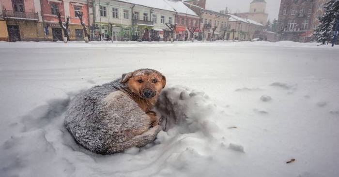  Quelle belle histoire: ce chien solitaire est devenu le héros d’une petite fille qui s’est perdue dans une tempête de neige pendant 18 heures