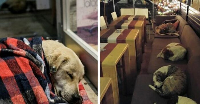  Les gens aimables et attentionnées: café permet aux chiens solitaires de dormir à l’intérieur chaque nuit