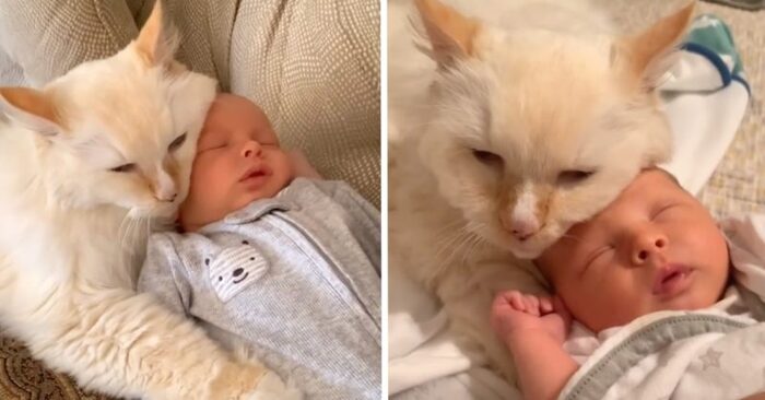  Voici le soin parfait: un chat mignon est devenu un “frère aîné” pour un nouveau-né