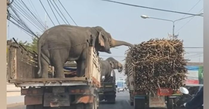  Les voleurs les plus mignons: ces éléphants volaient du sucre quand ils étaient à côté d’un camion plein