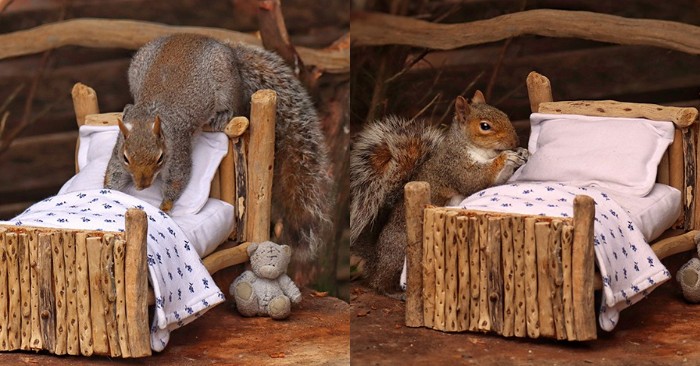 Le photographe a créé une atmosphère agréable pour l’écureuil dans le jardin et les photos se sont avérées fraîches
