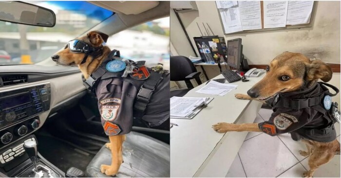 Un chien cool: ce policier brésilien a surpris tout le monde et est devenu une star d’Internet