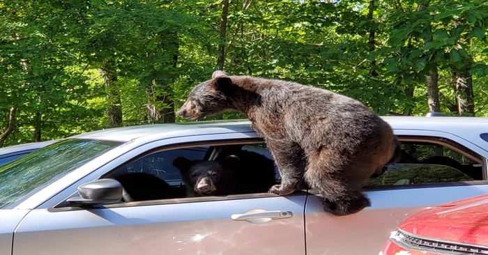  C’est une surprise: un homme est sorti et a vu que les ours voulaient entrer dans sa voiture