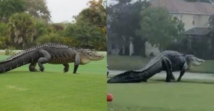  Une scène incroyable: alligator incroyablement géant apparaît sur le terrain de golf de la Floride