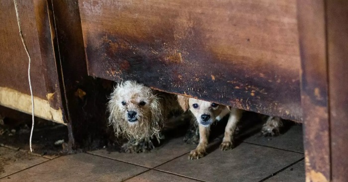  Le groupe de sauvetage a réussi à sauver la vie de 50 chiens abandonnés et sans défense, leur donnant la vie qu’ils méritent.