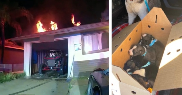  Une histoire merveilleuse: un officier a pu sauver des chiots d’un bâtiment en feu
