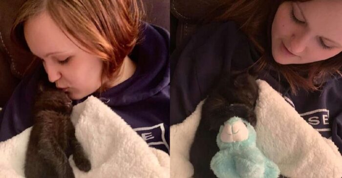  Quelle scène mignonne: adorable chaton de sauvetage apporte toujours sa couverture avec elle