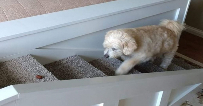  Pour faciliter l’accès de ce chien de 15 ans au lit, le propriétaire lui construit une petite échelle