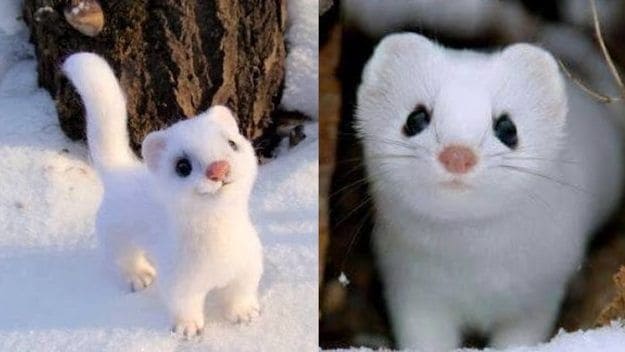  Quelle jolie créature: voici la belette blanche-neige la plus adorable