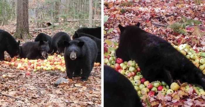  Une scène amusante: les petits oursons noirs faisaient un son heureux sur les pommes