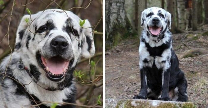  Un beau chien: ce chien est le Labrador le plus distinctif qui a conquis tout le monde sur Internet