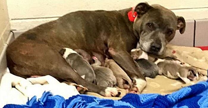  Histoire douce: le chien a été sauvé à temps et elle a donné naissance à sept chiots dans un endroit chaud et sûr