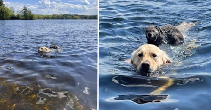  Histoire incroyable : un chien gentil et merveilleux a sauvé une marmotte qui a failli se noyer dans le lac