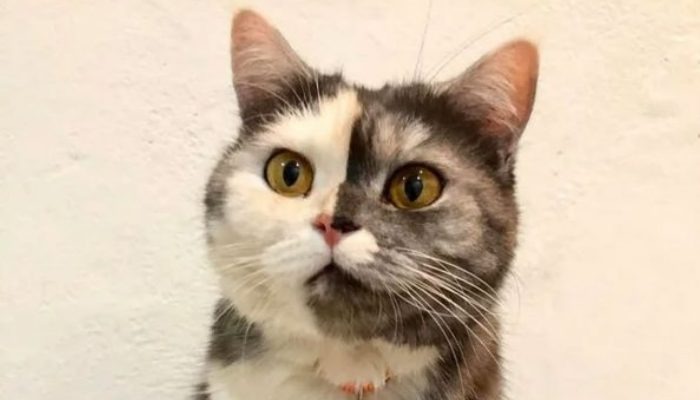  Cette chatte adorable est assez célèbre pour son visage bicolore, ce qui le rend si unique