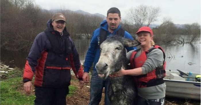  De bons bénévoles ont fait une stratégie pour sauver l’âne de l’inondation