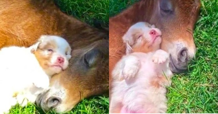  Une seconde douce. Un chiot mignon et un poulain nouveau-né dorment bien ensemble