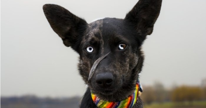  Un chien mignon, qui a une apparence unique en raison de l’hétérochromie