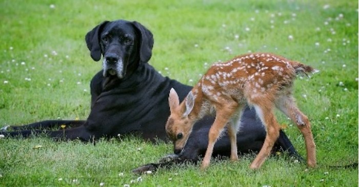  Ces deux créatures étonnantes prouvent que la véritable amitié peut exister entre différentes espèces
