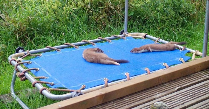  Ce petit raton laveur devient fou sur le trampoline. La vidéo a gagné en popularité