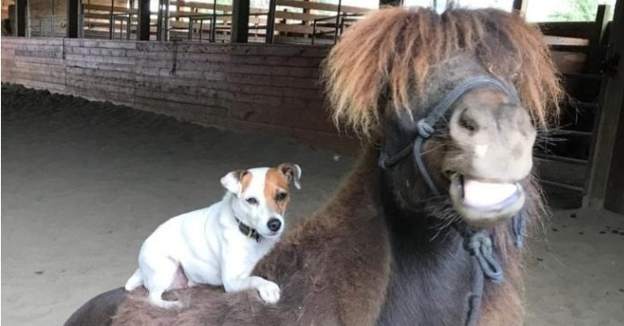  Un chien et un cheval sont devenus meilleurs amis et ont été capturés dans de courtes vidéos