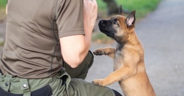  Cet incroyable chiot est formé comme chien policier et deviendra certainement un excellent travailleur